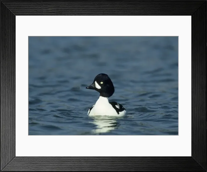Framed Print : Barrow's Goldeneye Pensthorpe Norfolk, UK BI006842 Framed Print : Barrow's Goldeneye Pensthorpe Norfolk, UK BI006842