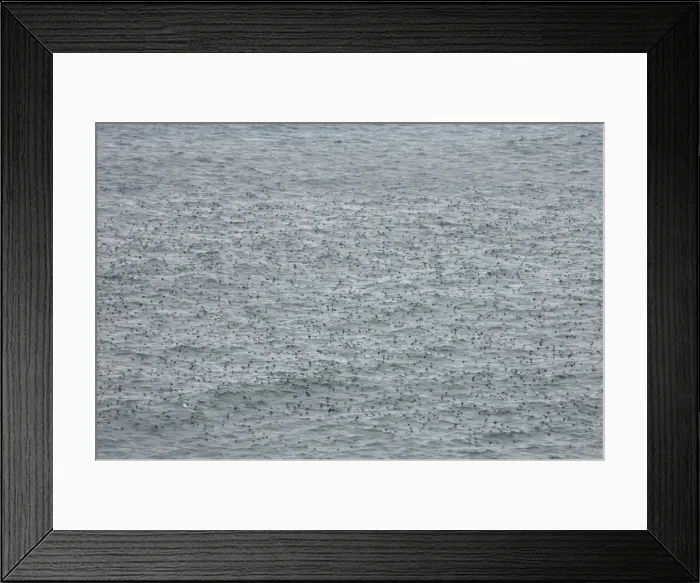 Framed Print : Common Guillemots on Sea Oregon Coast NWR Tillamook Area Oregon, USA LA000878 Framed Print : Common Guillemots on Sea Oregon Coast NWR Tillamook Area Oregon, USA LA000878