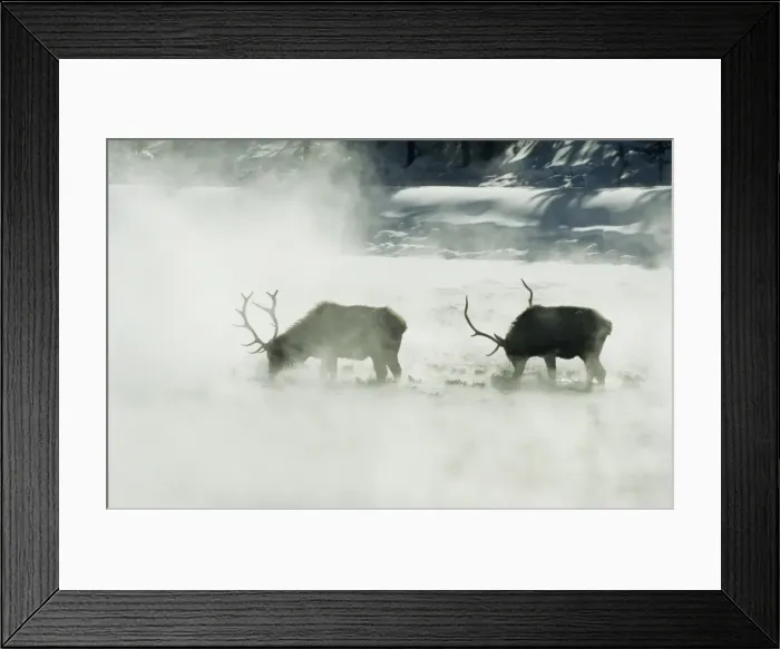 Framed Print : Bull Elk / Wapiti - Feeding in hot spring area Yellowstone National Park Wyoming, USA MA00560 Framed Print : Bull Elk / Wapiti - Feeding in hot spring area Yellowstone National Park Wyoming, USA MA00560