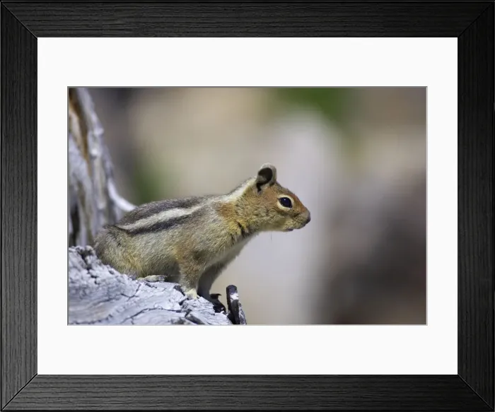 Framed Print : Golden-mantled Ground Squirrel Mount Rainier Naional Park Washington State, USA MA000418 Framed Print : Golden-mantled Ground Squirrel Mount Rainier Naional Park Washington State, USA MA000418