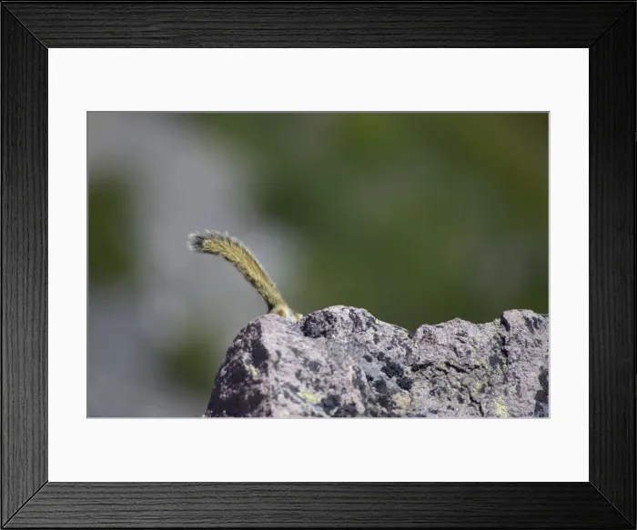 Framed Print : Golden-mantled Ground Squirrel Mount Rainier Naional Park, Washington State, USA MA000414