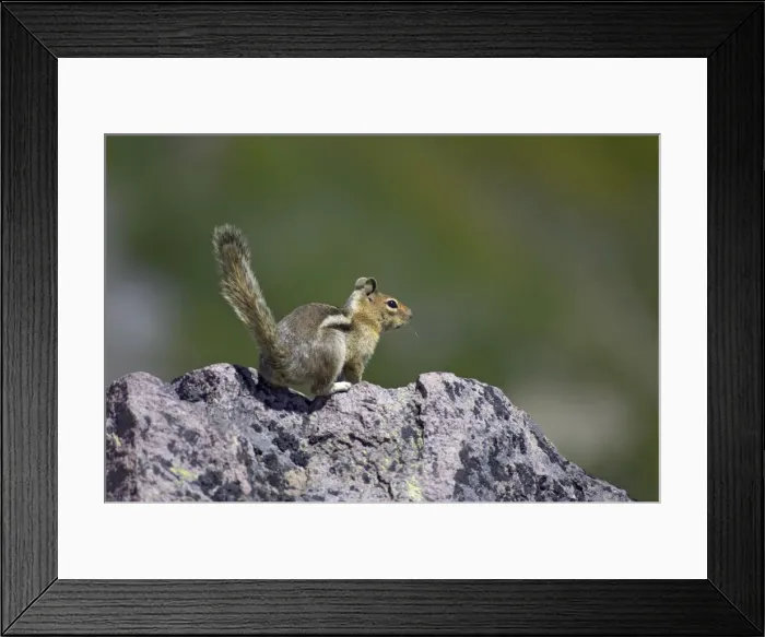 Framed Print : Golden-mantled Ground Squirrel Mount Rainier Naional Park Washington State, USA MA000412 Framed Print : Golden-mantled Ground Squirrel Mount Rainier Naional Park Washington State, USA MA000412