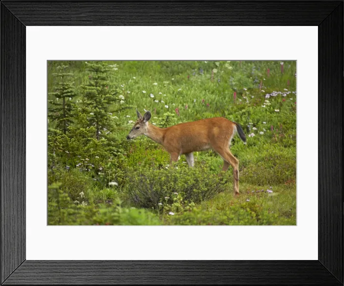 Framed Print : Black Tailed Deer (Subsp of Mule deer) - grazing in subalpine meadows Mount Rainier National Park, Washington State, USA MA000167 Framed Print : Black Tailed Deer (Subsp of Mule deer) - grazing in subalpine meadows Mount Rainier National Park, Washington State, USA MA000167