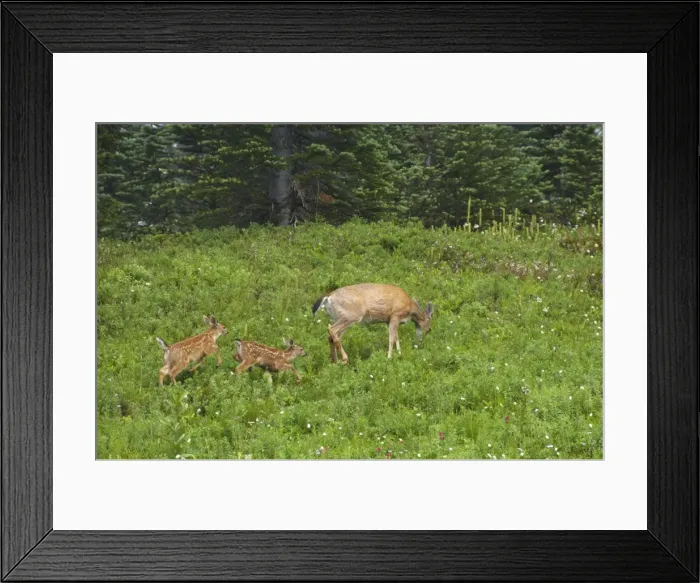Framed Print : Black-Tailed Deer (Subsp of Mule deer) - in subalpine meadows, Doe and her two fawns Mount Rainier National Park, Washington State, USA MA000182 Framed Print : Black-Tailed Deer (Subsp of Mule deer) - in subalpine meadows, Doe and her two fawns Mount Rainier National Park, Washington State, USA MA000182