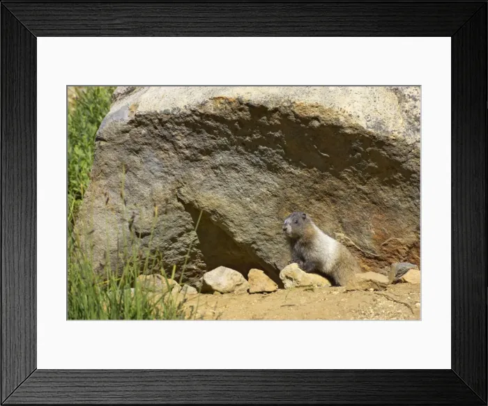 Framed Print : Hoary Marmot - Young at burrow Mount Rainier National Park, Washington State, USA MA000254 Framed Print : Hoary Marmot - Young at burrow Mount Rainier National Park, Washington State, USA MA000254