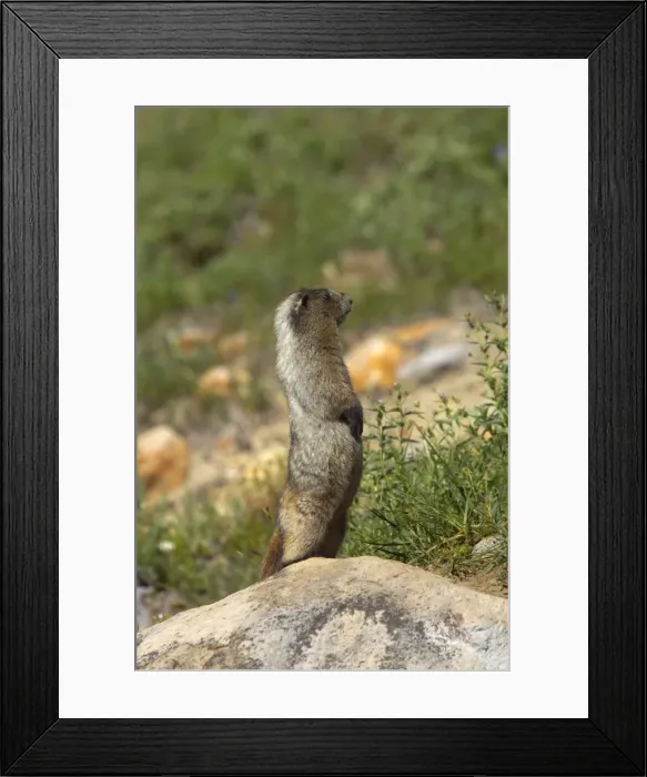 Framed Print : Hoary Marmot - On lookout rock Mount Rainier National Park, Washington State, USA MA000224 Framed Print : Hoary Marmot - On lookout rock Mount Rainier National Park, Washington State, USA MA000224