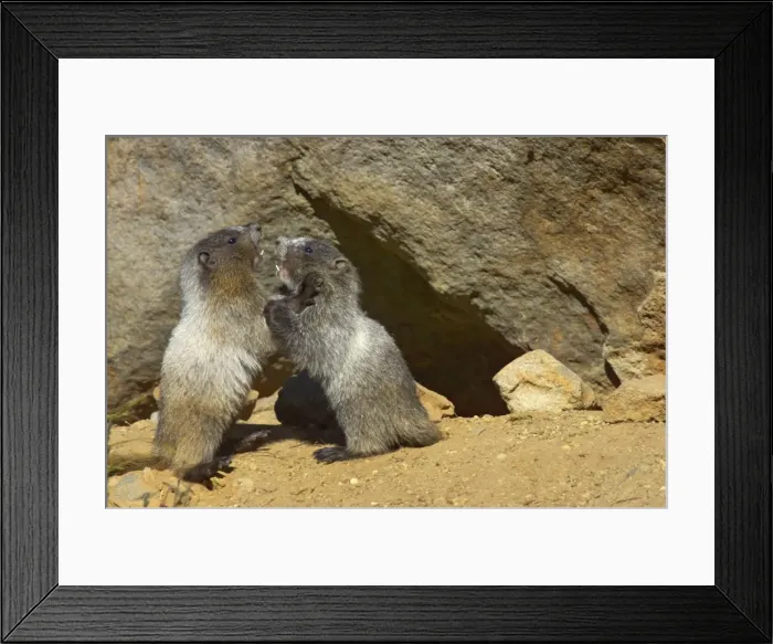 Framed Print : Hoary Marmot - Young play-fighting outside burrow Mount Rainier National Park, Washington State, USA MA000273 Framed Print : Hoary Marmot - Young play-fighting outside burrow Mount Rainier National Park, Washington State, USA MA000273
