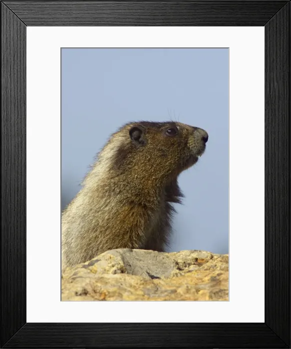 Framed Print : Hoary Marmot - On lookout rock Mount Rainier National Park, Washington State, USA MA000213 Framed Print : Hoary Marmot - On lookout rock Mount Rainier National Park, Washington State, USA MA000213