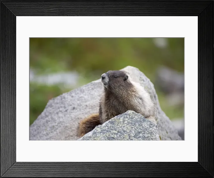 Framed Print : Hoary Marmot - On lookout rock Mount Rainier National Park, Washington State, USA MA000231 Framed Print : Hoary Marmot - On lookout rock Mount Rainier National Park, Washington State, USA MA000231