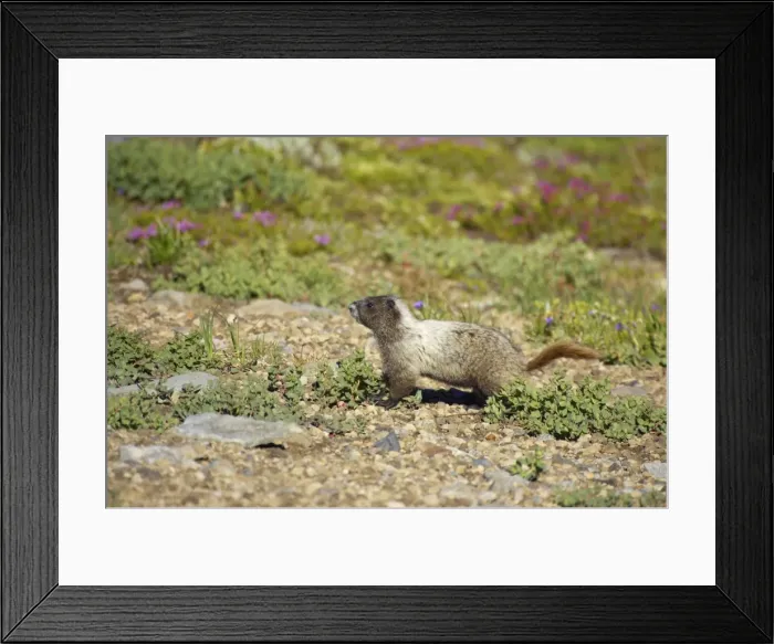 Framed Print : Hoary Marmot in subalpine meadows Mount Rainier National Park, Washington State, USA MA000185 Framed Print : Hoary Marmot in subalpine meadows Mount Rainier National Park, Washington State, USA MA000185