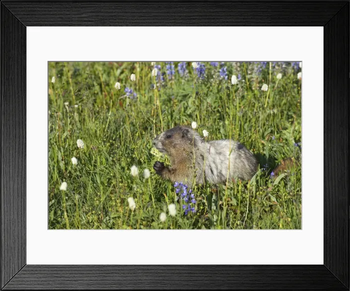Framed Print : Hoary Marmot - Feeding on subalpine flowers Mount Rainier National Park, Washington State, USA MA000205 Framed Print : Hoary Marmot - Feeding on subalpine flowers Mount Rainier National Park, Washington State, USA MA000205