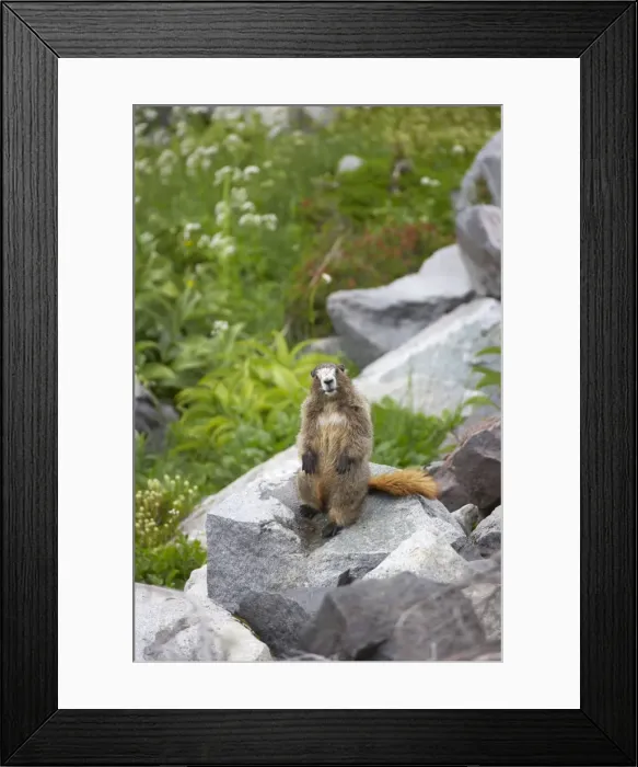 Framed Print : Hoary Marmot - On lookout rock Mount Rainier National Park, Washington State, USA MA000237 Framed Print : Hoary Marmot - On lookout rock Mount Rainier National Park, Washington State, USA MA000237