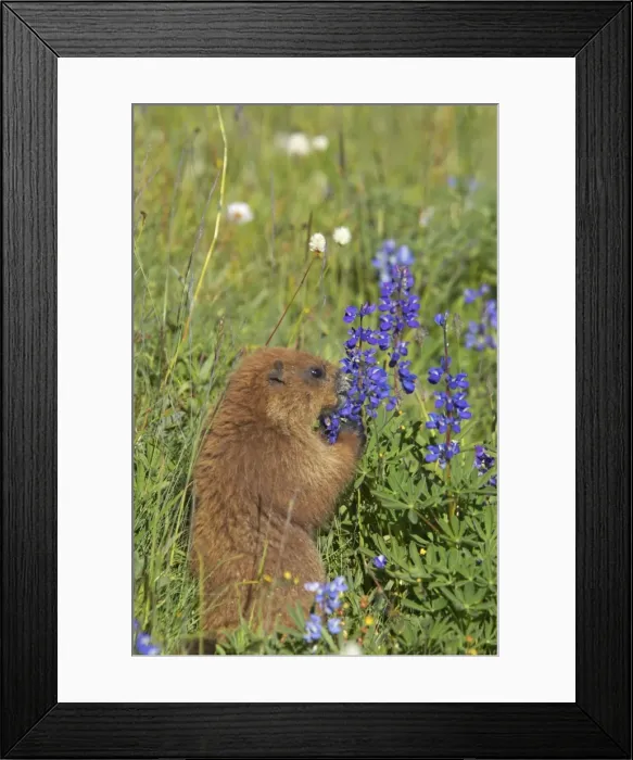Framed Print : Olympic Marmot - Feeding on flowers in subalpine meadow Olympic National Park, Washington State, USA MA000342 Framed Print : Olympic Marmot - Feeding on flowers in subalpine meadow Olympic National Park, Washington State, USA MA000342