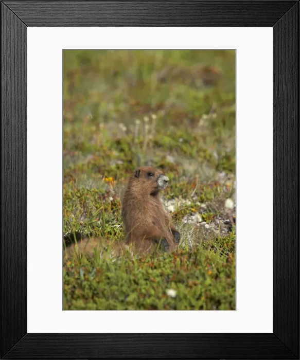 Framed Print : Olympic Marmot - On breeding grounds in subalpine meadow Olympic National Park, Washington State, USA MA000304 Framed Print : Olympic Marmot - On breeding grounds in subalpine meadow Olympic National Park, Washington State, USA MA000304