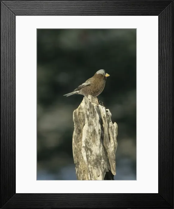 Framed Print : Rosy Finch Rocky Mountains Montana, USA BI004827 Framed Print : Rosy Finch Rocky Mountains Montana, USA BI004827
