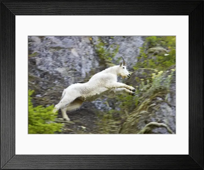 Framed Print : Mountain Goat - Leaping across cliff face Olympic National Park, Washington State, USA MA000375 Framed Print : Mountain Goat - Leaping across cliff face Olympic National Park, Washington State, USA MA000375