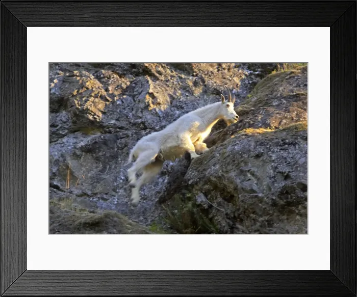 Framed Print : Mountain Goat - Leaping across cliff face Olympic National Park, Washington State, USA MA000374 Framed Print : Mountain Goat - Leaping across cliff face Olympic National Park, Washington State, USA MA000374