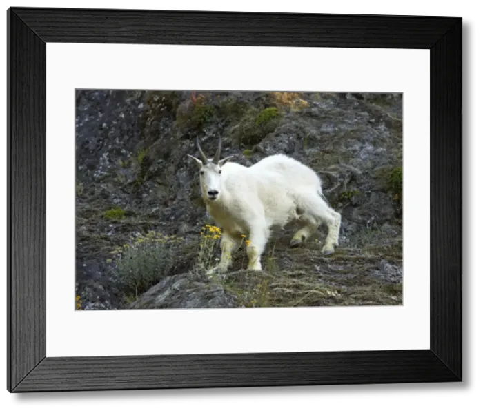 Framed Print : Mountain Goat - On steep cliff Olympic National Park, Washington State, USA MA000361