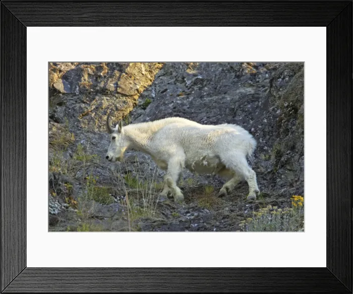 Framed Print : Mountain Goat - On steep cliff Olympic National Park, Washington State, USA MA000362 Framed Print : Mountain Goat - On steep cliff Olympic National Park, Washington State, USA MA000362