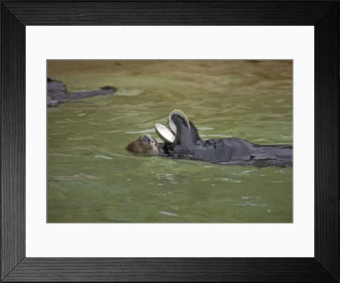 Framed Print : Sea Otter with clam shell Oregon, USA (Captive) MA000385 Framed Print : Sea Otter with clam shell Oregon, USA (Captive) MA000385