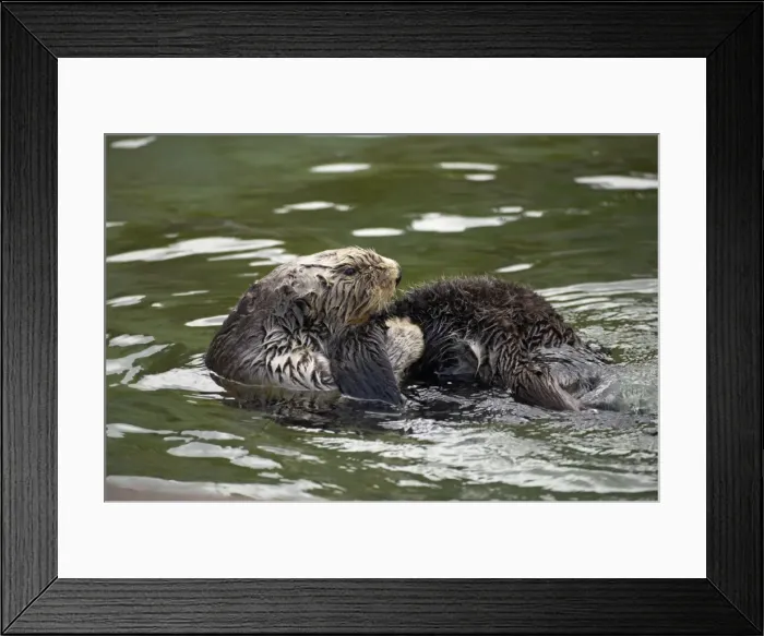 Framed Print : Sea Otter - cleaning fur Oregon, USA (Captive) MA000380 Framed Print : Sea Otter - cleaning fur Oregon, USA (Captive) MA000380