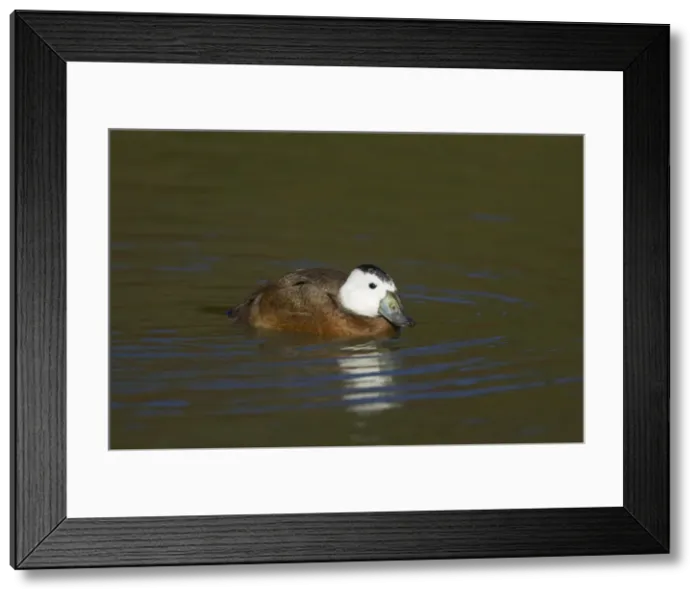 Framed Print : White-Headed Duck Arundel, Sussex, UK BI006739 Framed Print : White-Headed Duck Arundel, Sussex, UK BI006739