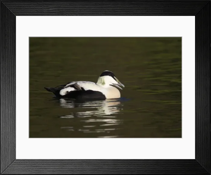 Framed Print : Common Eider Duck - Drake Arundel, Sussex, UK BI006665 Framed Print : Common Eider Duck - Drake Arundel, Sussex, UK BI006665