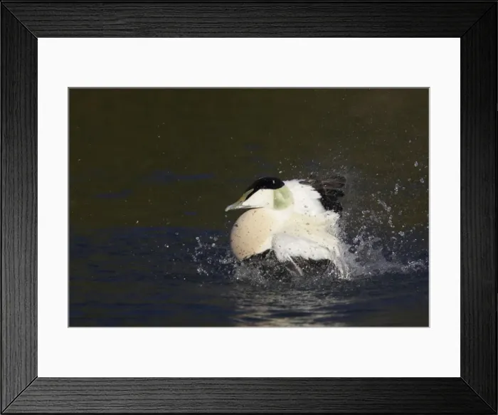 Framed Print : Common Eider Duck - Drake washing Arundel, Sussex, UK BI006674 Framed Print : Common Eider Duck - Drake washing Arundel, Sussex, UK BI006674