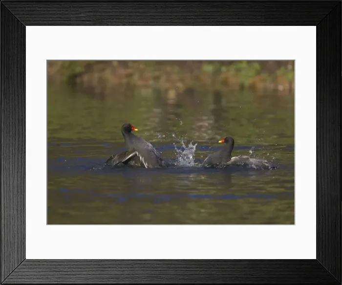 Framed Print : Moorhen - Fighting Sussex, UK BI006726 Framed Print : Moorhen - Fighting Sussex, UK BI006726