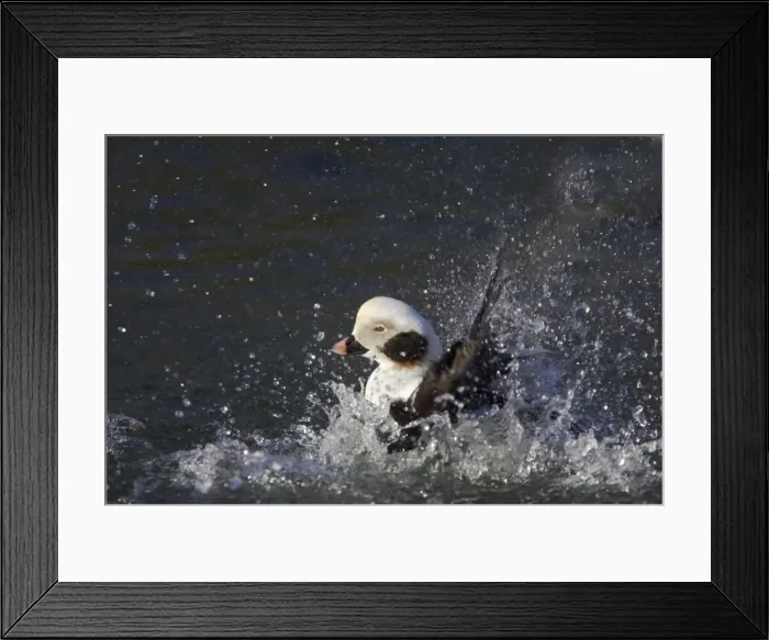 Framed Print : Long-tailed Duck or Oldsquaw - Washing Arundel, Sussex, UK BI006683 Framed Print : Long-tailed Duck or Oldsquaw - Washing Arundel, Sussex, UK BI006683