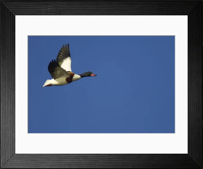 Framed Print : Shelduck in flight Sussex, UK BI006710 Framed Print : Shelduck in flight Sussex, UK BI006710
