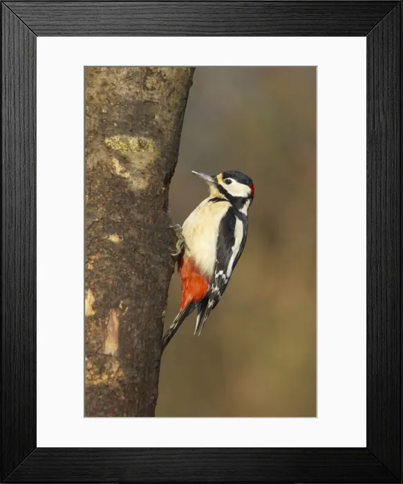 Framed Print : Great-Spotted Woodpecker Lea Valley Park, Essex, UK BI006931 Framed Print : Great-Spotted Woodpecker Lea Valley Park, Essex, UK BI006931