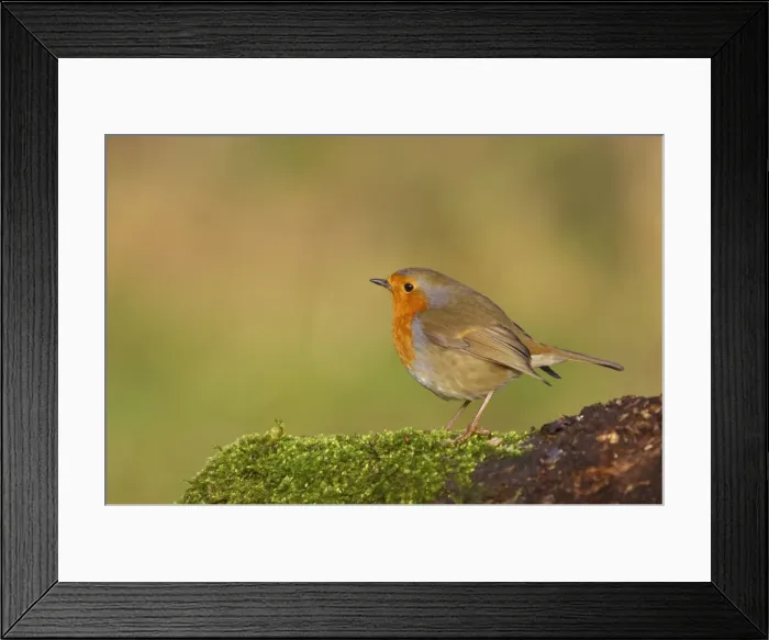 Framed Print : Robin Lea Valley Country Park, Essex, UK BI007023 Framed Print : Robin Lea Valley Country Park, Essex, UK BI007023
