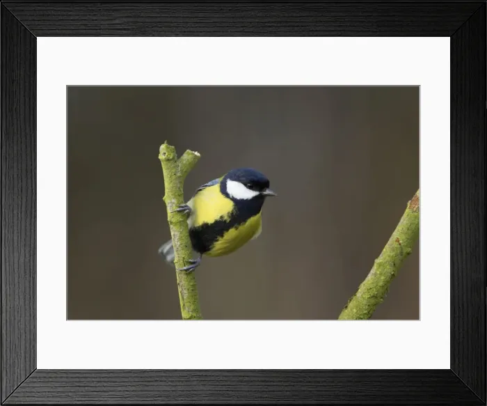 Framed Print : Great Tit Lea Valley Park, Essex, UK BI006957 Framed Print : Great Tit Lea Valley Park, Essex, UK BI006957