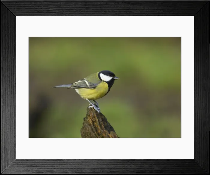Framed Print : Great Tit Lea Valley Park, Essex, UK BI006954 Framed Print : Great Tit Lea Valley Park, Essex, UK BI006954