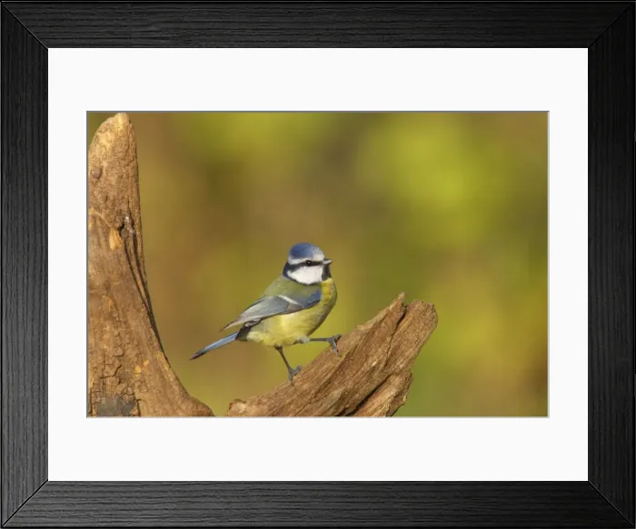 Framed Print : Blue Tit Lea Valley Park, Herts, UK BI006782 Framed Print : Blue Tit Lea Valley Park, Herts, UK BI006782
