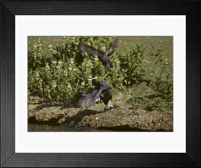 Framed Print : Moorhem and Coot (Fulica atra) fighting Pensthorpe, Norfolk, UK BI005267 Framed Print : Moorhem and Coot (Fulica atra) fighting Pensthorpe, Norfolk, UK BI005267