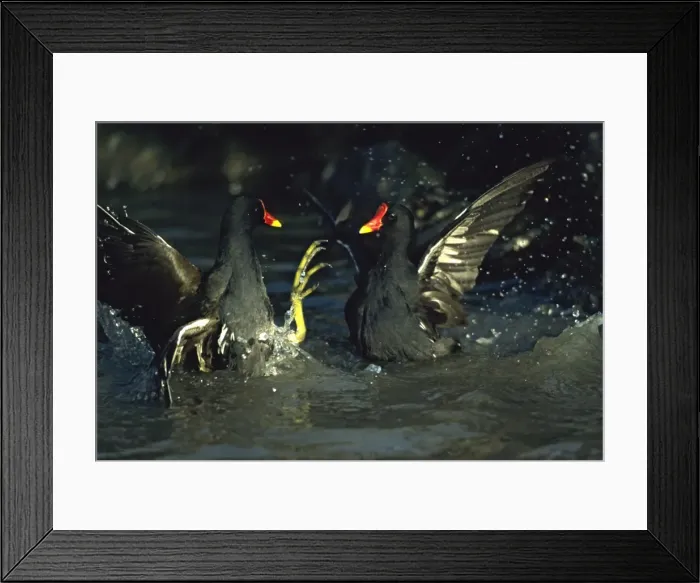 Framed Print : Moorhen / Common Gallinule - Fighting Slimbridge Gloucester, UK BI004898 Framed Print : Moorhen / Common Gallinule - Fighting Slimbridge Gloucester, UK BI004898