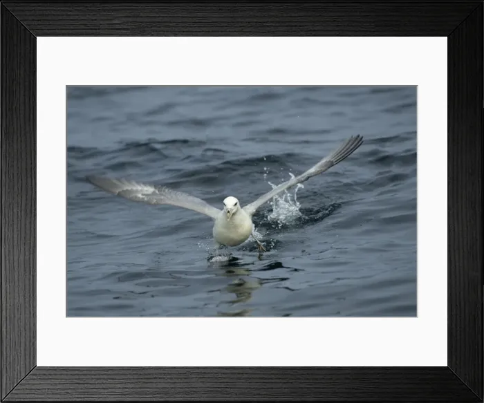 Framed Print : Fulmar - running across water At Sea, Scotland, UK BI002283 Framed Print : Fulmar - running across water At Sea, Scotland, UK BI002283
