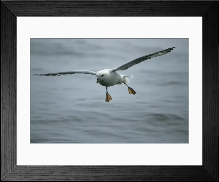 Framed Print : Fulmar - Coming in to land on sea At Sea, Scotland, UK BI004878 Framed Print : Fulmar - Coming in to land on sea At Sea, Scotland, UK BI004878