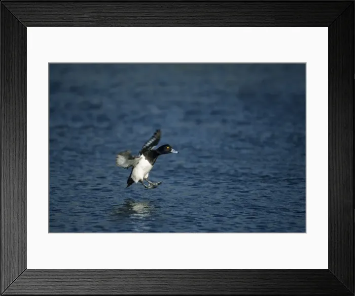 Framed Print : Tufted Duck - Landing Norfolk, UK BI004782 Framed Print : Tufted Duck - Landing Norfolk, UK BI004782