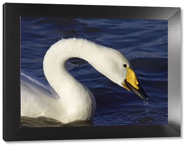 Whooper Swan - Drinking Welney, Ouse Washes, Norfolk, UK BI007010