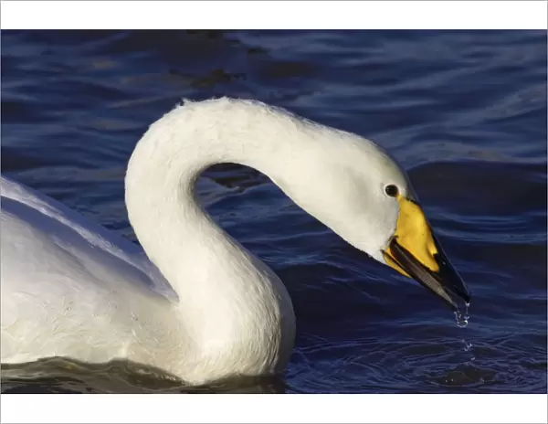 Whooper Swan - Drinking Welney, Ouse Washes, Norfolk, UK BI007010