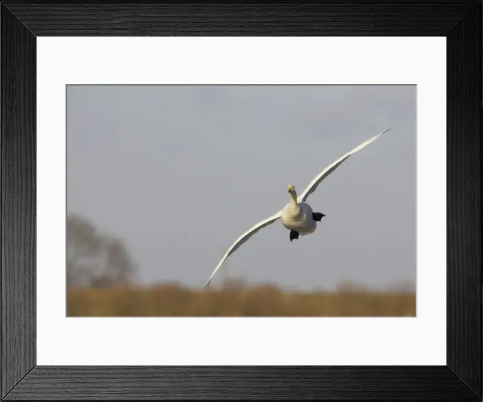 Framed Print : Whooper Swan - Coming in to Land Welney, Ouse Washes, Norfolk, UK BI006969 Framed Print : Whooper Swan - Coming in to Land Welney, Ouse Washes, Norfolk, UK BI006969