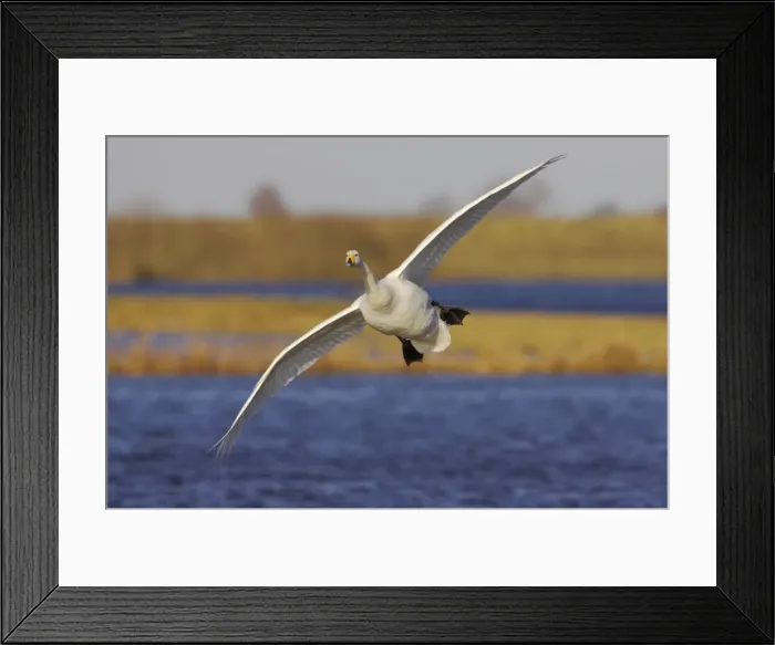 Framed Print : Whooper Swan - Coming in to Land Welney, Ouse Washes, Norfolk, UK BI006971 Framed Print : Whooper Swan - Coming in to Land Welney, Ouse Washes, Norfolk, UK BI006971