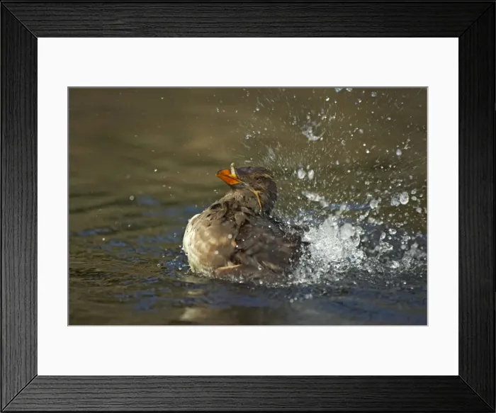 Framed Print : Rhinocerous Auklet - Washing Oregon Coast, USA BI003237 Framed Print : Rhinocerous Auklet - Washing Oregon Coast, USA BI003237