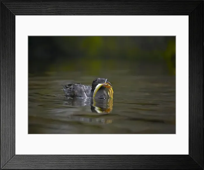 Framed Print : Rhinocerous Auklet - With fish Oregon Coast, USA BI003249 Framed Print : Rhinocerous Auklet - With fish Oregon Coast, USA BI003249