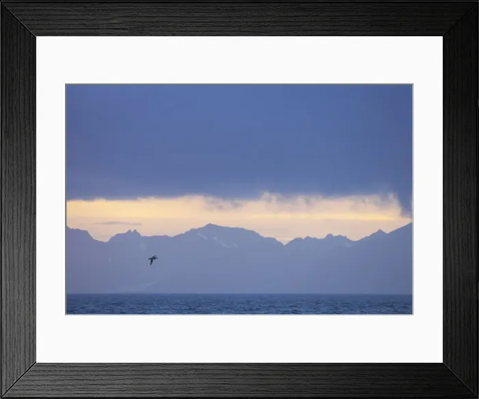 Framed Print : Northern Giant Petrel - At dawn with South Georgia in background South Georgia BI007289 Framed Print : Northern Giant Petrel - At dawn with South Georgia in background South Georgia BI007289