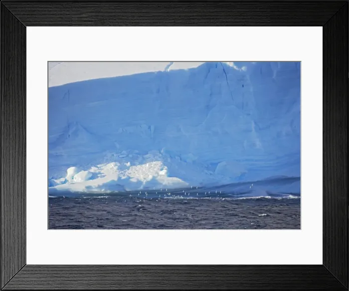 Framed Print : Pintado or Cape Petrel - Flock in flight near iceberg South Orkney Islands Antarctica Framed Print : Pintado or Cape Petrel - Flock in flight near iceberg South Orkney Islands Antarctica