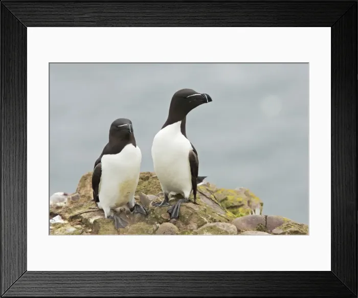 Framed Print : Razorbill - Pair Alca torda Fowlsheugh RSPB Reserve Grampian, UK BI010101 Framed Print : Razorbill - Pair Alca torda Fowlsheugh RSPB Reserve Grampian, UK BI010101